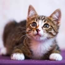 Котенок в дар, в Обнинске