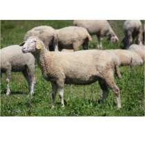 Продам сукотных овец, в Самаре