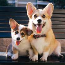 Корги Ижевск, в Ижевске