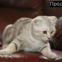 Шотландские котята мрамор и черепашка, в Москве
