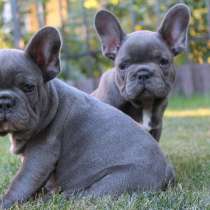 Sale French bulldog, в г.Киев