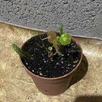 Бегония, в Волжске