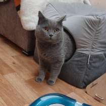 Британский кот Винтер ждет заботливых хозяев, в Москве