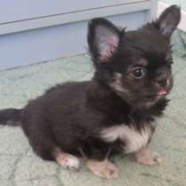 Чихуахуа шоу мальчик, в Санкт-Петербурге