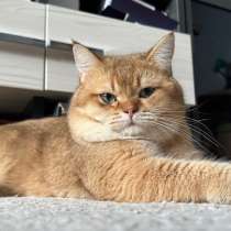 Вязка британский золотая шиншилла, в Анапе