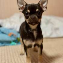 Малышка чихуахуа тип кобби, в г.Нюрнберг