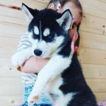 Продам щенка Сибирской Хаски, в Нижнем Новгороде