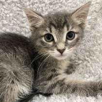 Маленькая котёнка Кнопка ищет дом, в Москве