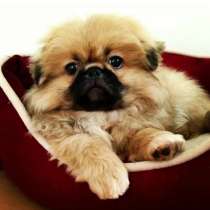 Пекинес Тобольск, в Тобольске