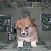 Щенки корги, в Москве