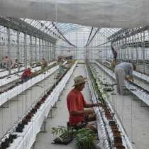 Срочно продаю кошару, теплицу, курятник!, в г.Бишкек