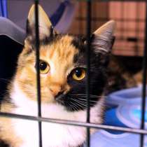 Котенка Кнопу греет детская мечта, в Москве