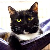 Ласковая Матрена ищет верного друга, в Москве