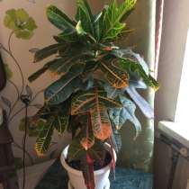 Продам комнатное растение Кодиеум Вилма высотой 70 см, в Санкт-Петербурге