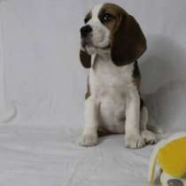 Чистокровные щеночки Бигля Триколор, в Омске