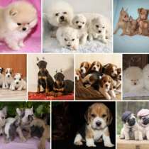 Щенки питомник Москвы, в Москве