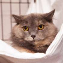 Застенчивая Британи желает поскорее стать домашней, в Москве