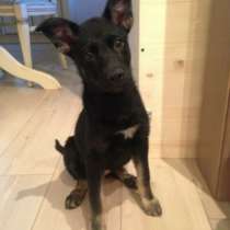 Отдам даром Славные малыши ищут дом, в Санкт-Петербурге