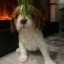 Щенки Кавалер Кинг Чарльз спаниель, в Туле