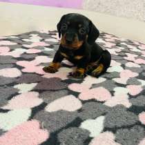 Такса, в г.Уссурийск