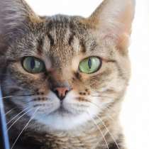 Ласковая Мэгги ищет надежного и понимающего друга, в Москве