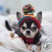 Чихуахуа Биробиджан, в Биробиджане