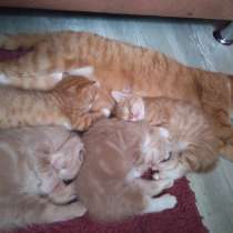 Котятенок девочка, мальчик, рыжий, молочный, в Тюмени