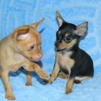 Той терьер Барнаул, в Барнауле