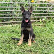 Подрощенные щенки овчарки девочки в рассрочку, в Москве