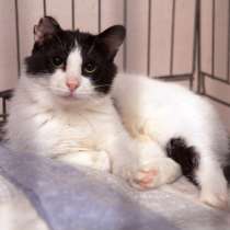 Малышка Джини ищет семью, в Москве