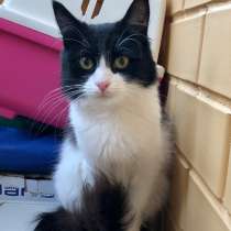 Котенок-подросток пушистая Миледи ищет дом, в Москве