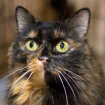 Обворожительная Карибия ищет надежного друга, в Москве