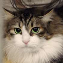 Кошечка Китти ищет дом, в Москве