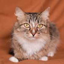 Пушистая молодая кошечка Джина в дар, в Москве