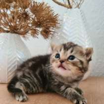 BKH Kitten Verkäufer, в г.Кёльн