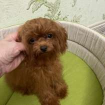 Теди пудель, в Москве