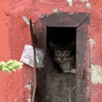 Котята, в Северодвинске