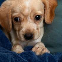 Английский кокер спаниель метис, в Санкт-Петербурге