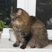 Роскошный домовитый котик Васенька в дар, в Москве