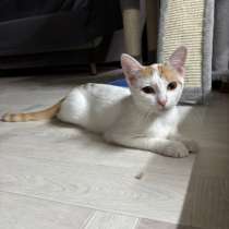 Кошечка, в Нижнем Тагиле