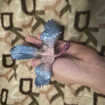 Фигурка динозавра 300 рублей, в Москве