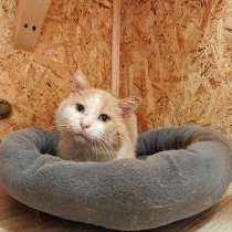 Рыжий котик ищет дом, отдам в добрые руки, в Москве