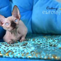 Котята Sphynx, Elf, Bambino, DWELF, в г.Хайфа