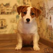 Щенки Джек Рассел терьер с родословной, в Москве