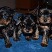 Йоркширский терьер Тверь, в Твери