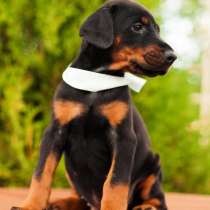 Доберман Владикавказ, в Владикавказе