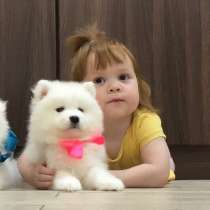 Мишутки Щеночки самоедской лайки), в Ростове