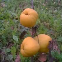 Семена цветов и кустарников, в Москве