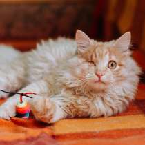 Рыжий котик Мокки с одним глазиком ищет дом, в г.Москва