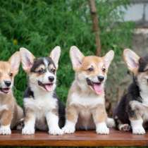 Щеночки Вельш Корги, в Москве